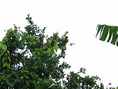 Cairns07 Cyclone Larry